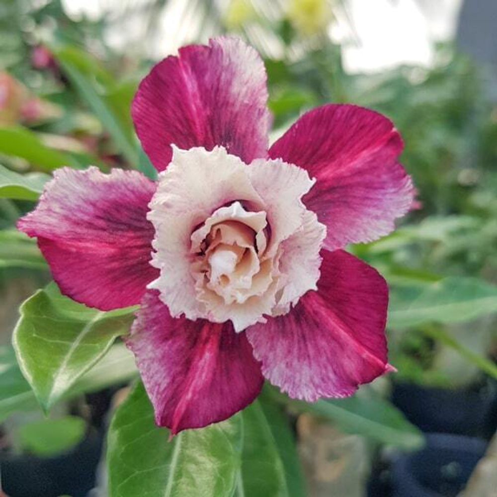 Адениум обесум 266 A36