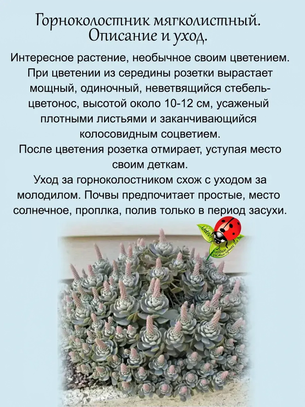 Горноколосник мягколистный многолетний