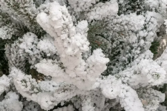 Искусственная елка Имперская заснеженная 180 см., литая хвоя+пвх, ЕлкиТорг (145180)