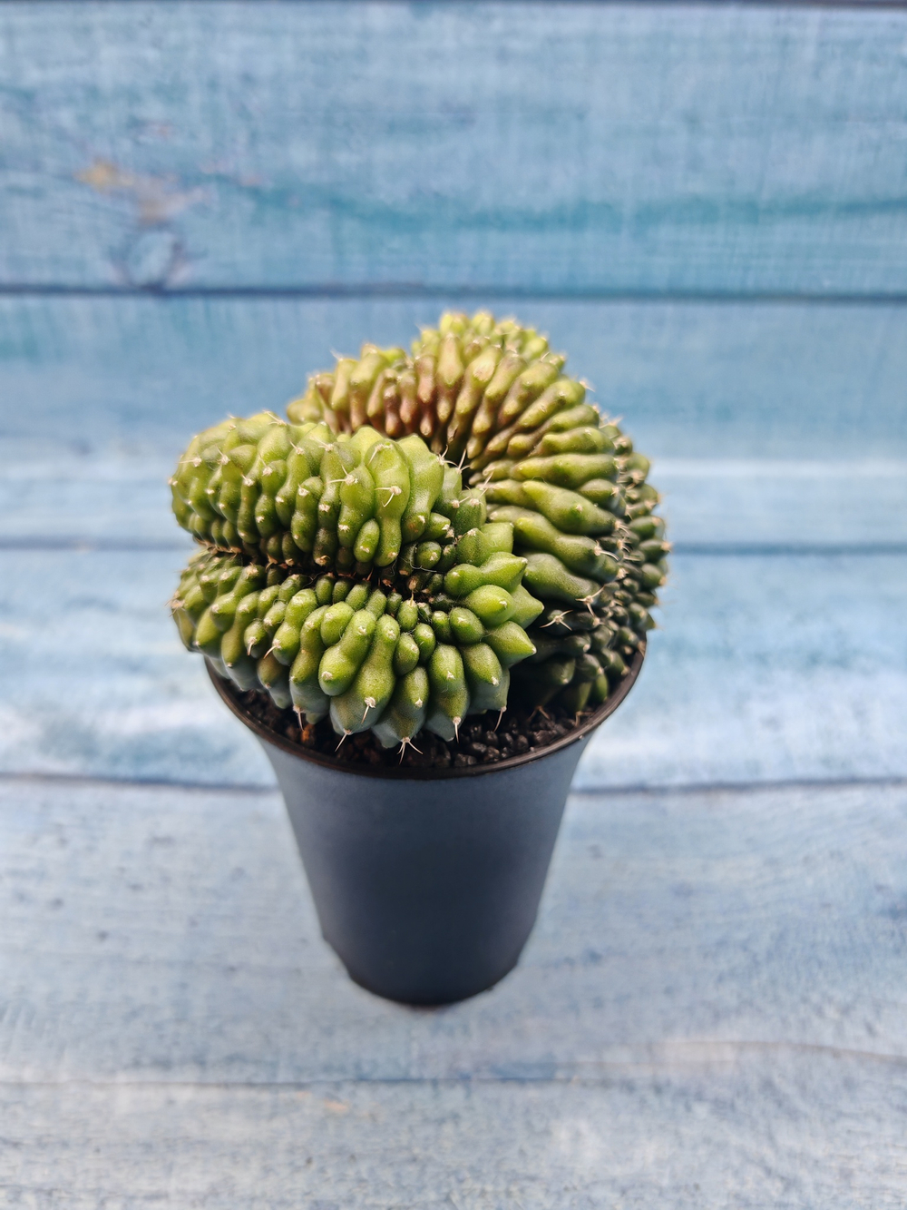 Gymnocalycium Spineless Crested form (Гимнокалициум Кристатный)