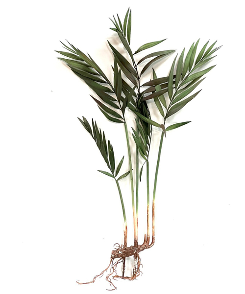 Хамедорея темно-зелёная куст 65 см