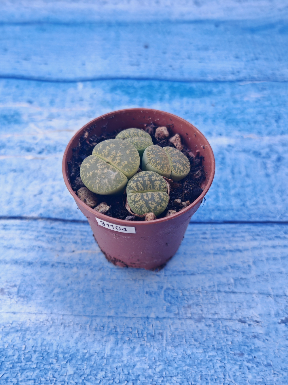 Lithops sp. (Литопсы)