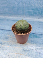 Euphoria Obesa (Эуфорбия)