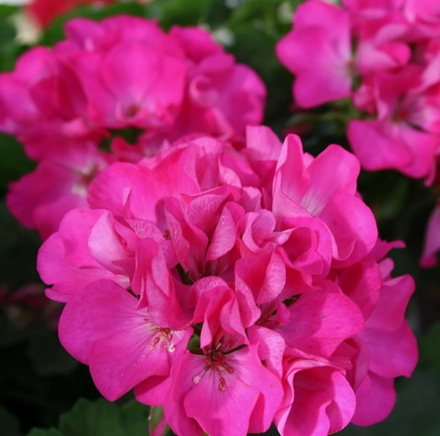 Пеларгония Big Eeze Fuchsia Blue ОКС укорененный черенок