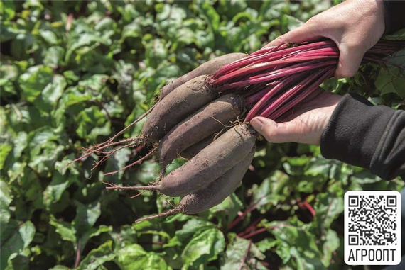 Таунус F1 семена свеклы (Bejo / Бейо) продукты – фото 3