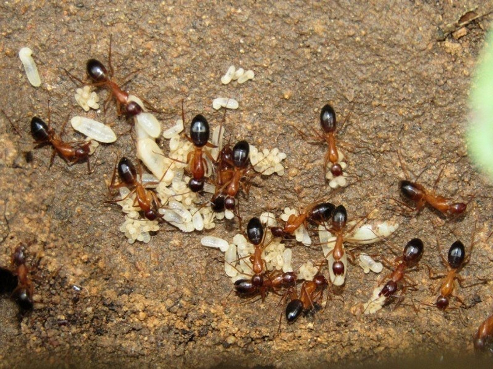 Муравьи Camponotus pilicornis