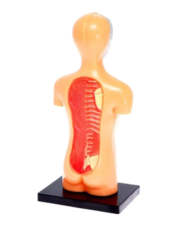 Набор для опытов Анатомия Строение человека для детей