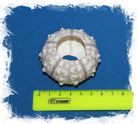 Панцирь морского ежа серый 4-5 см