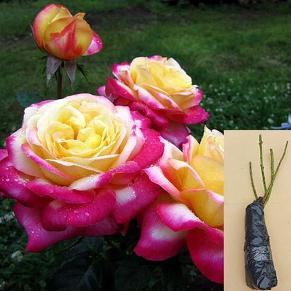 Роза Восточный Экспресс чайно-гибридная саженец с ОКС.