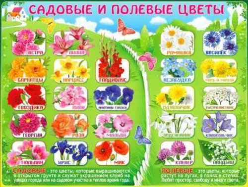 Плакат " Садовые цветы " 46070