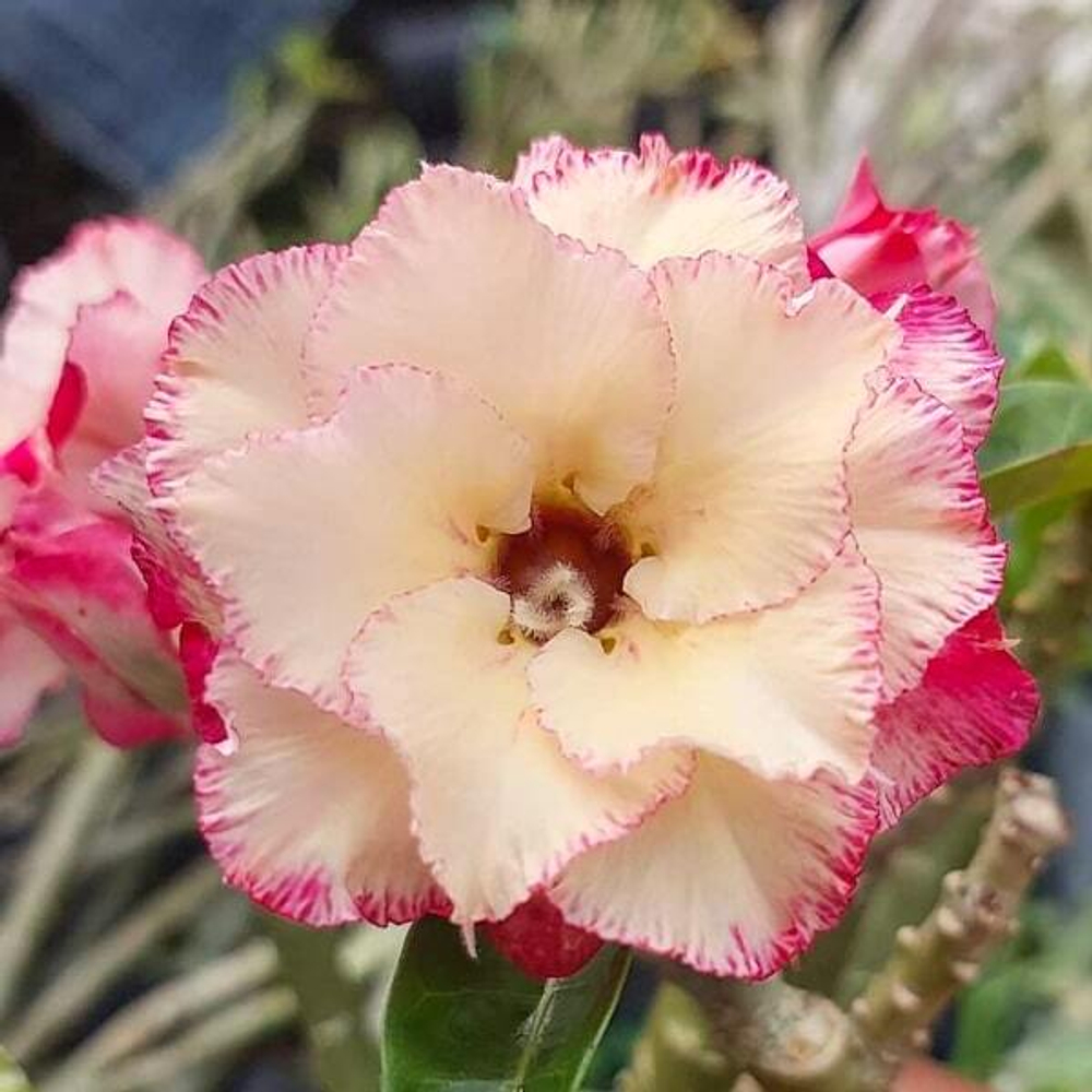 Адениум обесум 359 Kim Ngọc 7