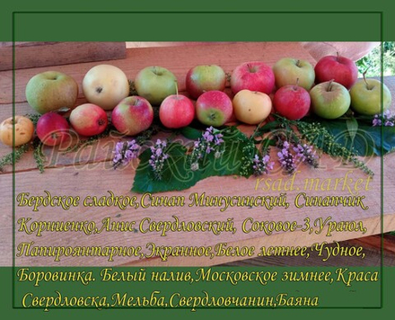 Яблоня Бердское сладкое
