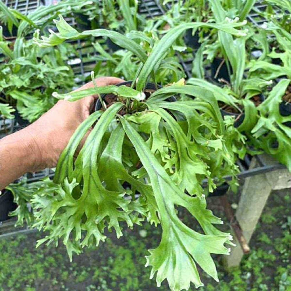 Пиррозия P.LONGIFOLIA MUT