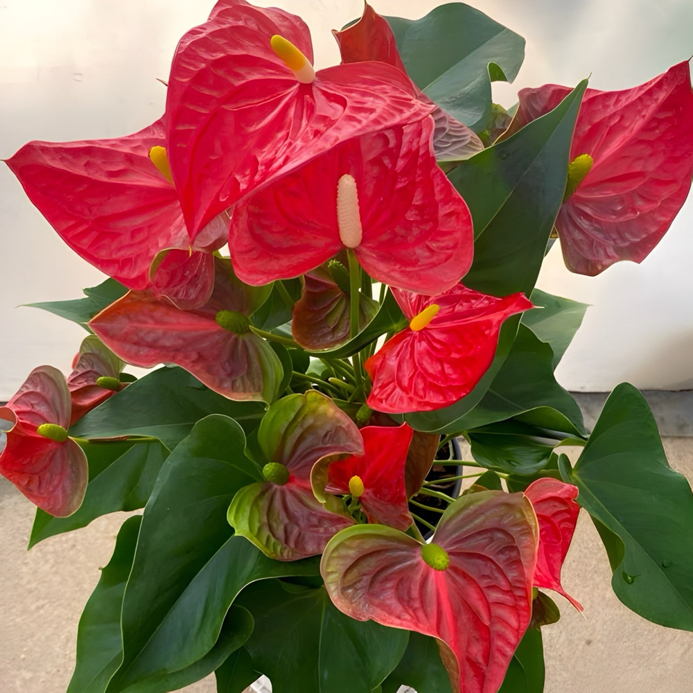 Антуриум Андре ARISTO