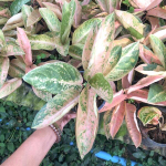 Аглаонема PEACH BANANA