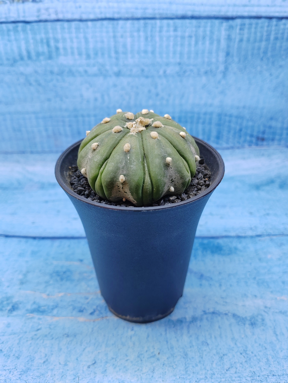 Astrophytum Asterias (Астрофитум)