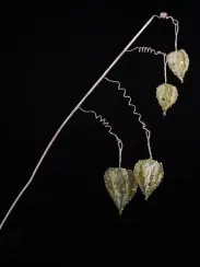 Ветвь Физалис оливковый 80 см., органза, пайетки, Christmas DeLuxe (89108)