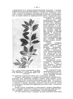 Декоративные формы древесных пород | А.И. Колесников