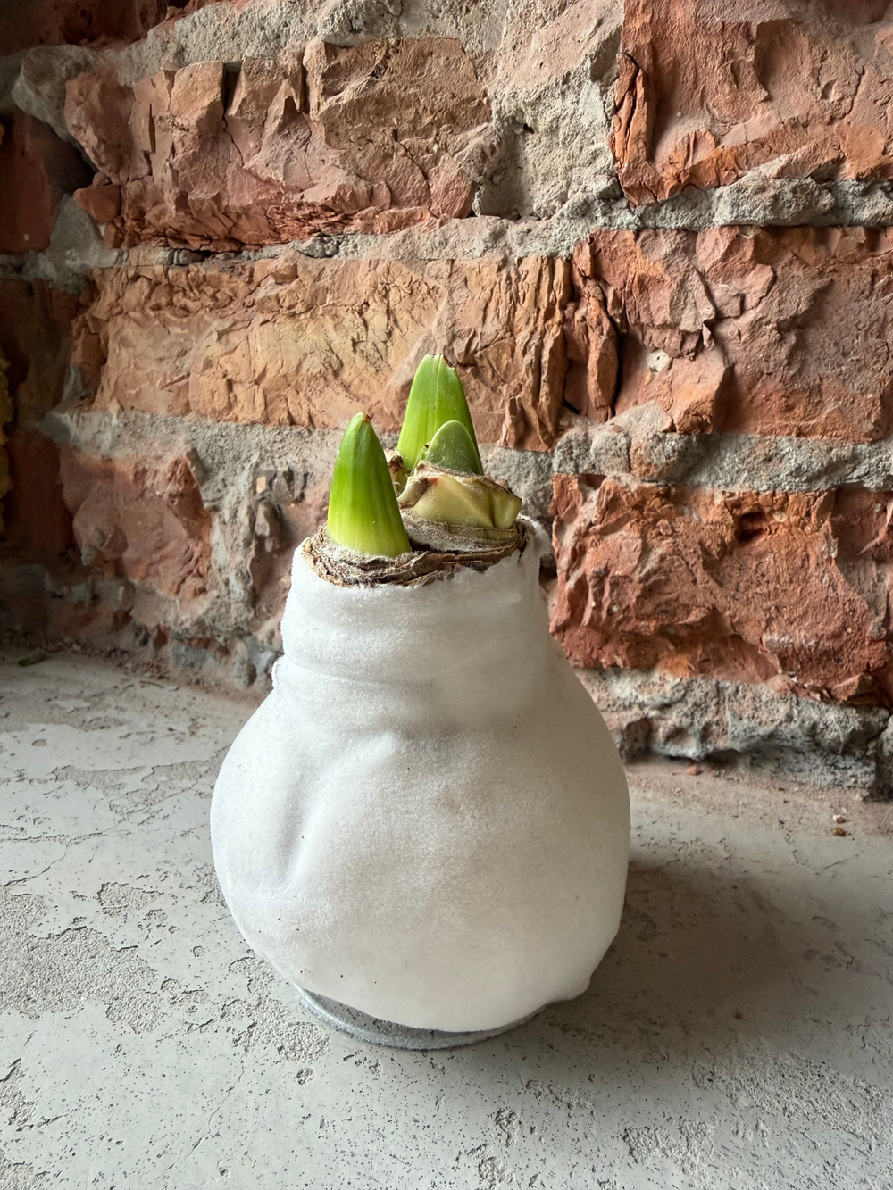 Амариллис луковица - цвет белый