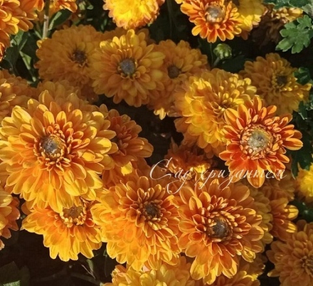Хризантема мультифлора Branspice /м.95/поставка весна 2026г/
