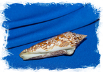 Conus (Cylinder) bengalensis Купить