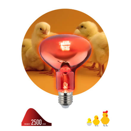Инфракрасная лампа ЭРА ИКЗК 230-100 R95 E27 для обогрева животных и освещения 100 Вт