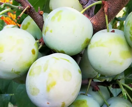 Новинка! Шарафуга белая ЗКС контейнер 7,5л, 3х летний саженец май 26