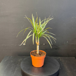 Драцена Маргината (Dracaena marginata) или Драконово дерево