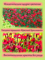 Гвоздика травянка Красный бриллиант многолетник