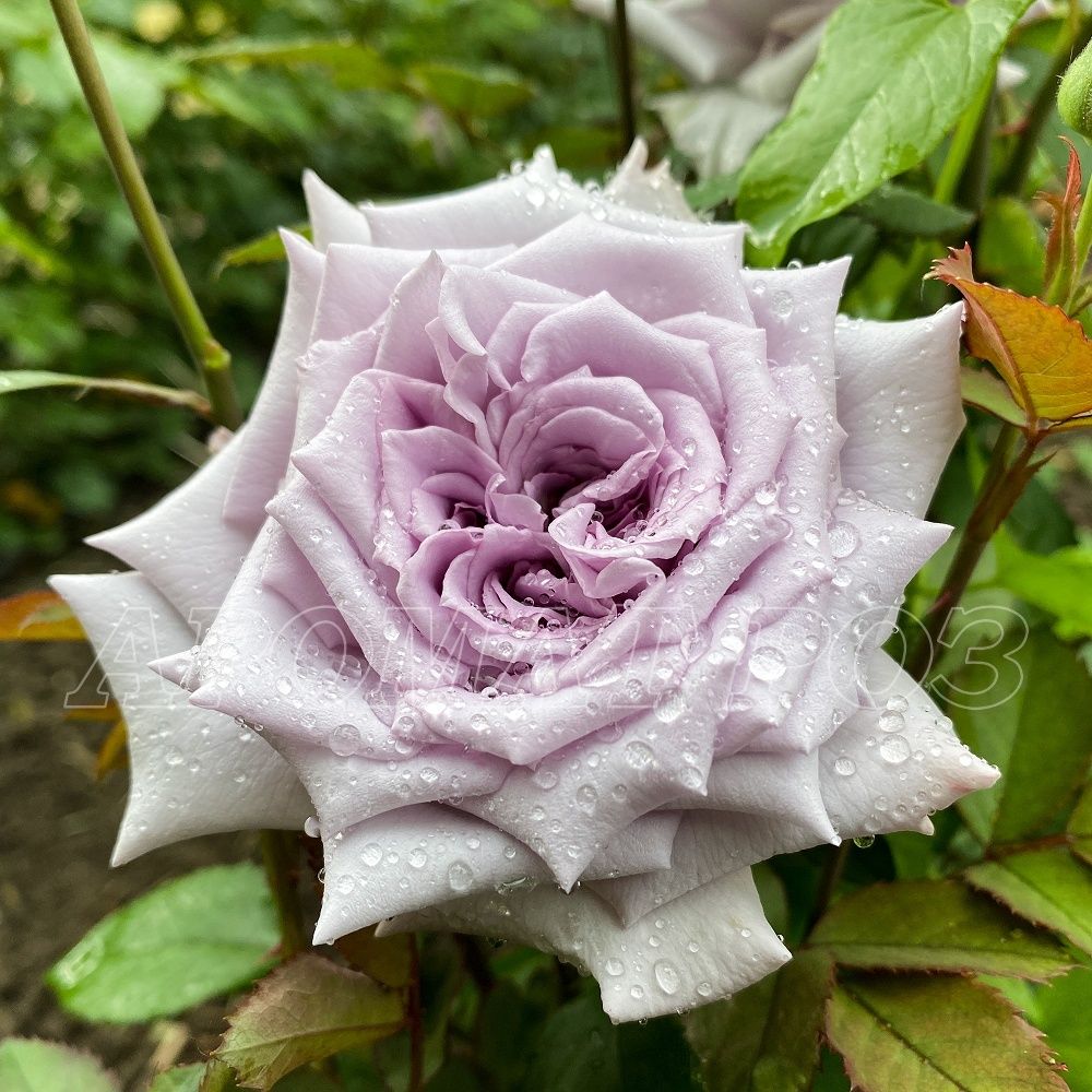 Шато Мертию (Chateau Myrtille)