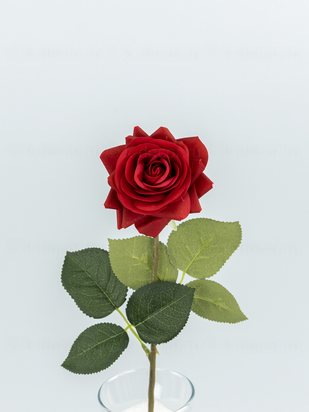 Роза Фелиция силикон