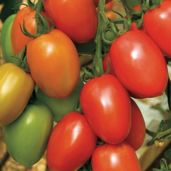 Гранадеро F1 семена томата индетерминантного (Enza Zaden / Энза Заден)