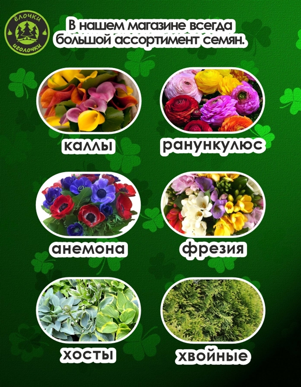 Тюльпан Луковица, Джимми, 6 шт, крупный разбор