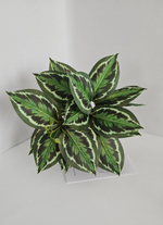 Калатея свисающая / Арт 6372