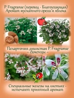 Пеларгония Фрагранс ароматная мускатный орех яблоко
