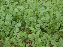 Редька масличная 0.5кг