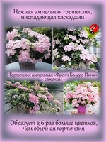 Злак Лисохвост золотой Ареовариегатус многолетний