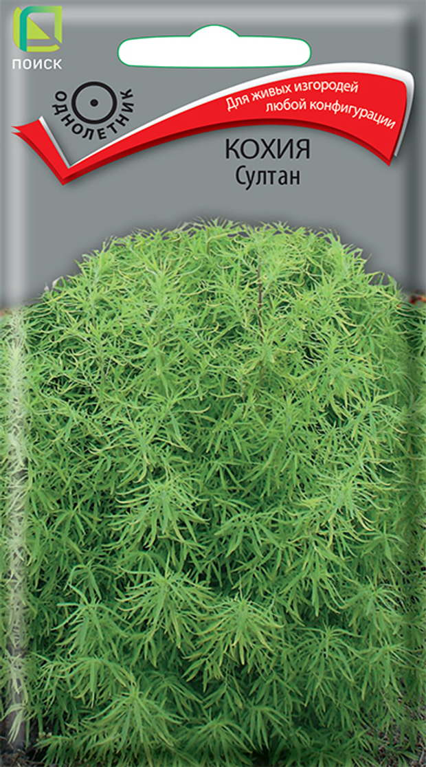 Кохия Султан