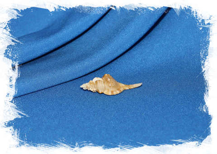 Циматиум тенилиратум (Cymatium tenuiliratum)