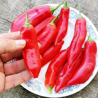 Ягодный Перец Баккатум КАП 455 - Baccatum Pepper CAP 455