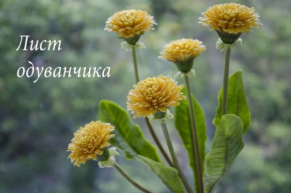 Лист одуванчика. Мини мастер класс.