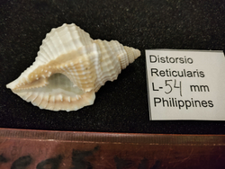 Дисторсио Ретикуларис