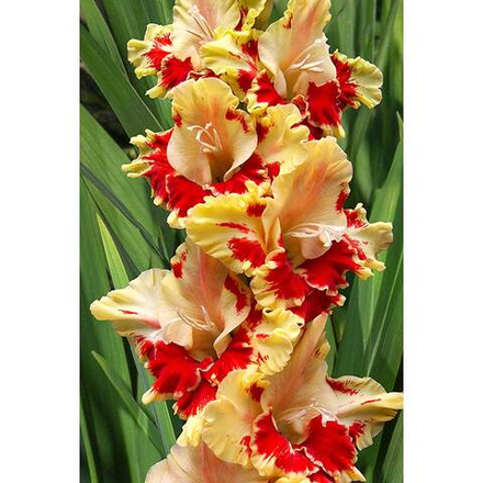 Гладиолус Огни Арбата (5 шт)