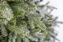 Ель 185см Black Box Хрустальная заснеженная