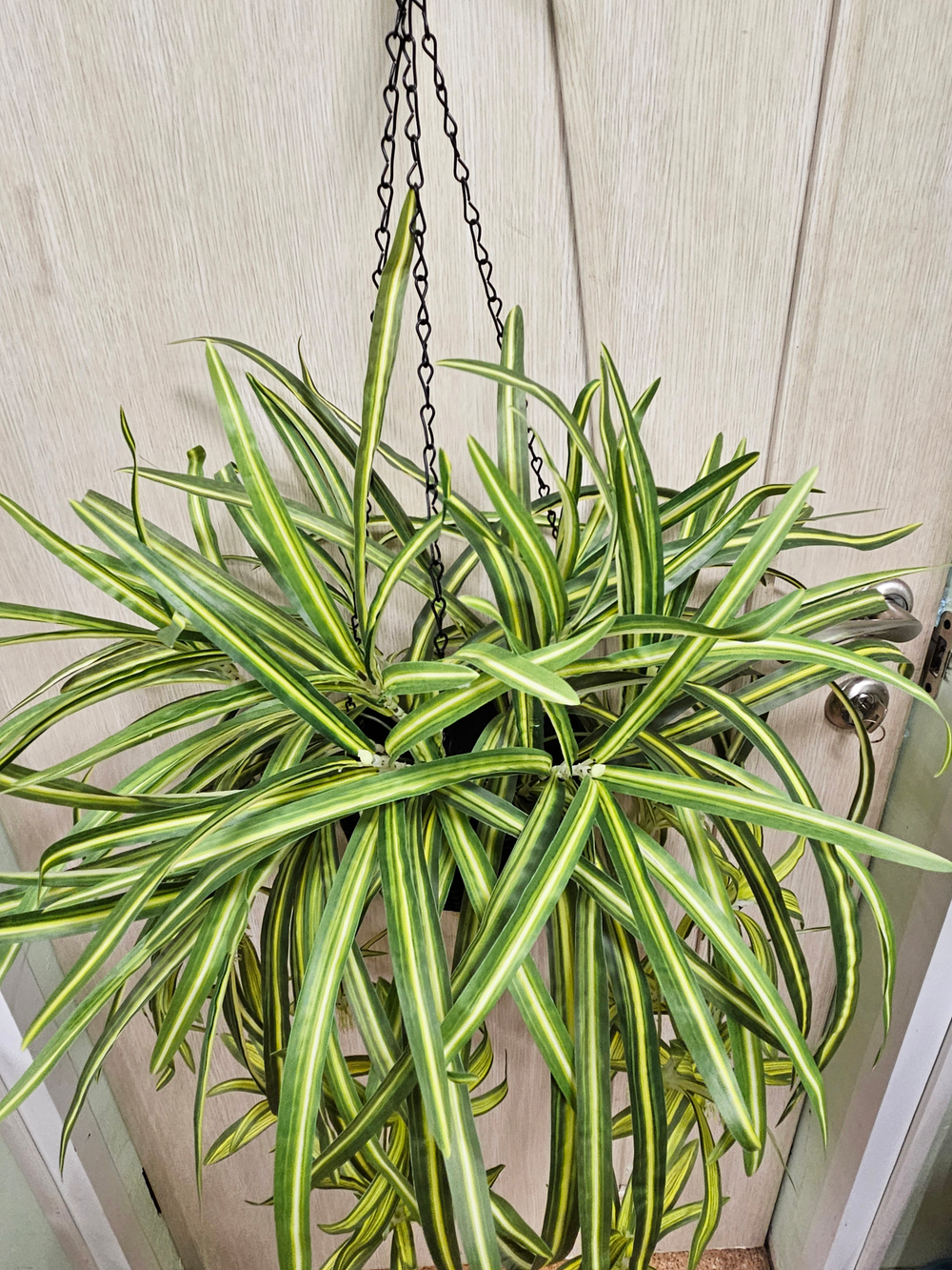 Искусственное растение Хлорофитум в подвесном темном кашпо