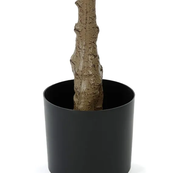 Фикус Лирата высота 165 см