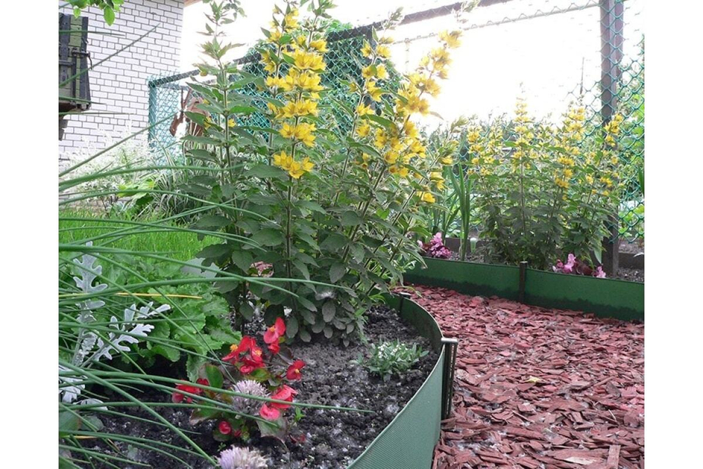 ЛЕНТА БОРДЮРНАЯ С ПЕРФОРАЦИЕЙ 9 М БЛ-10/9