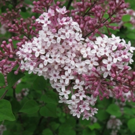 Сирень обыкновенная Джози С2 20-30