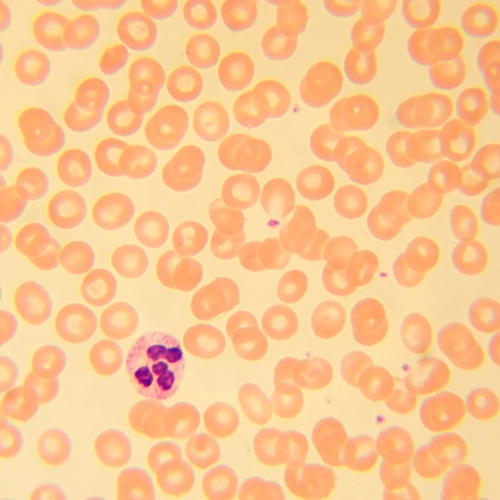 Микроскоп биологический MAGUS Bio 230B