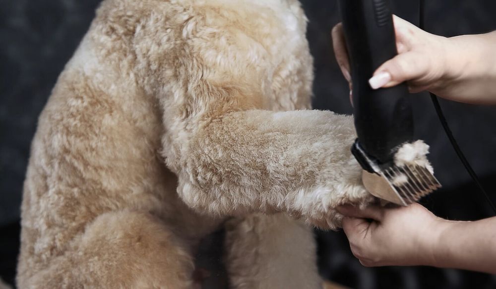 Машинка для стрижки животных Moser Max50 (1250-0061) - 10